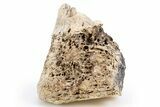 Fossil Tyrannosaur (T rex) Bone Section - Wyoming #306776-1